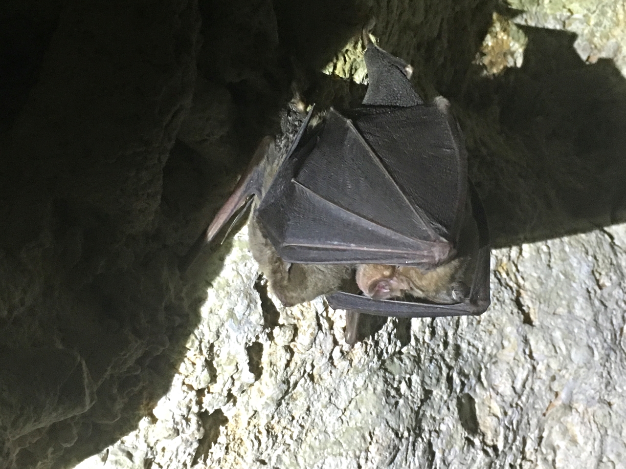 Greater Horseshoe Bat 'shielding' a Schreiber's Bat