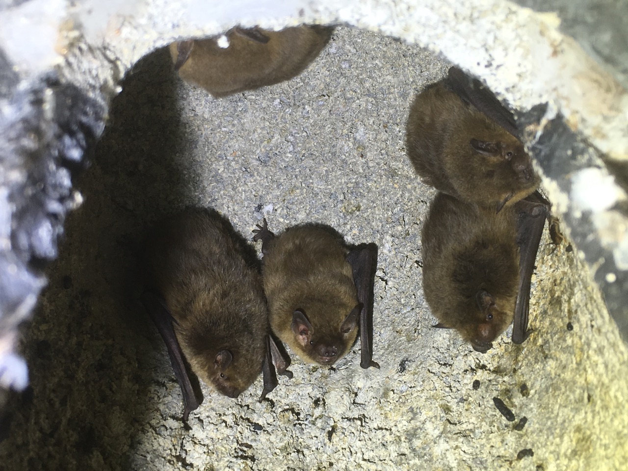 Soprano Pipistrelles