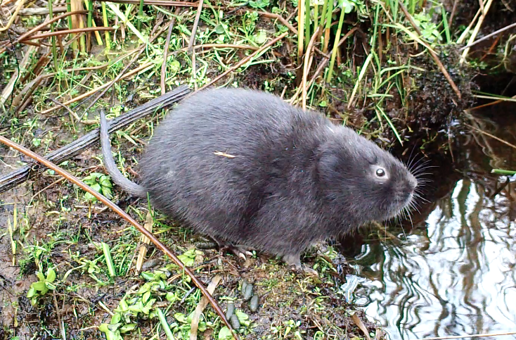 A Water Vole captured on a camera trap