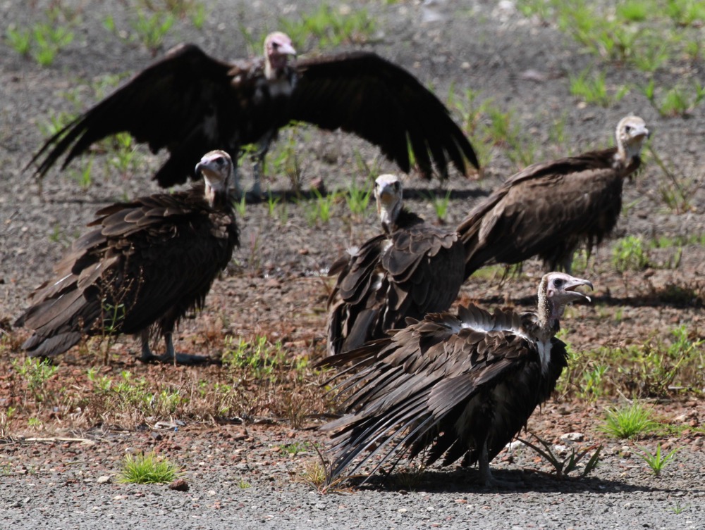 The critically endangered Hooded Vulture was a focal species for our surveys in Guinea
