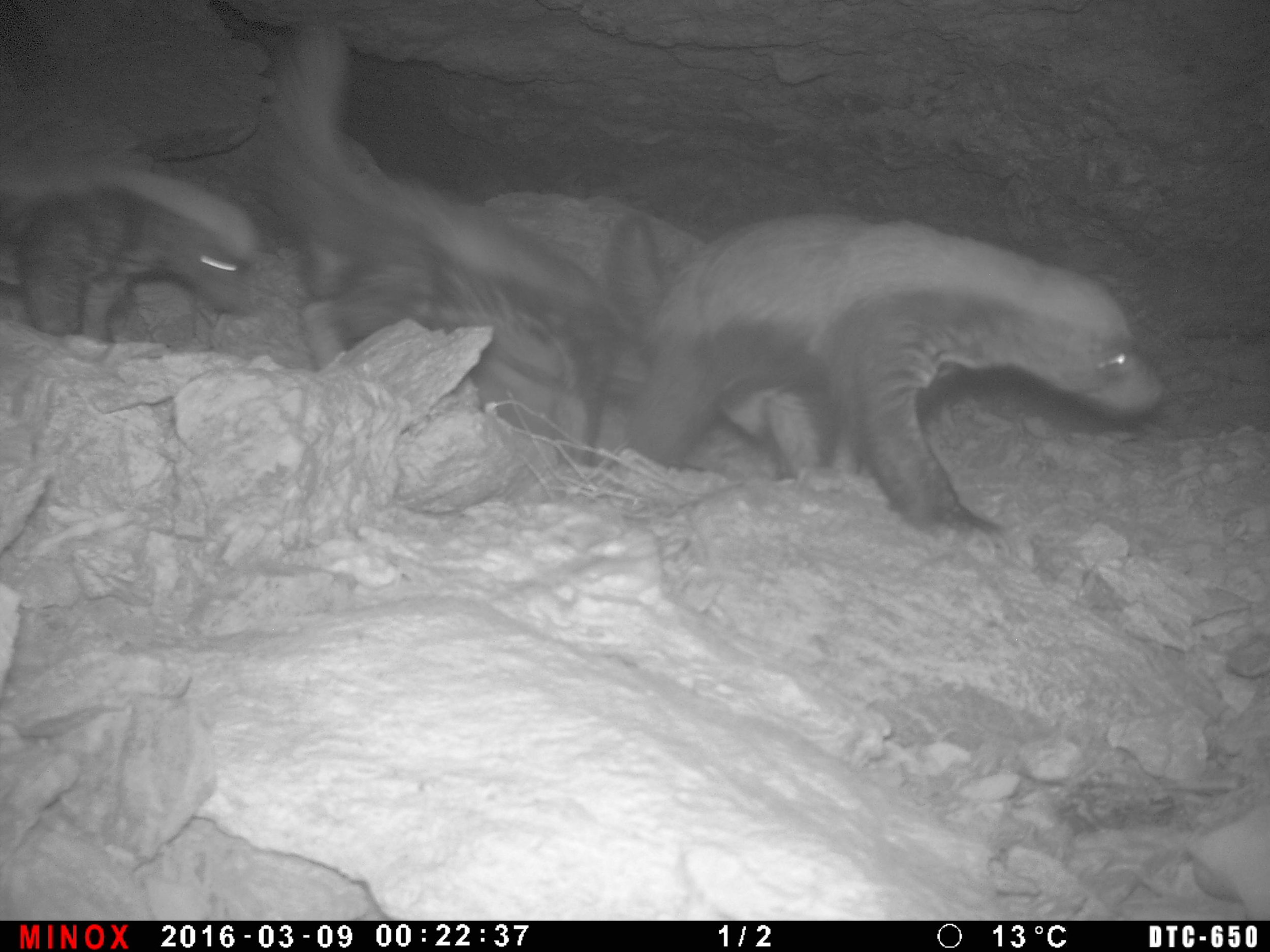 A family of Honey Badgers in Western Sahara - the highlight of our camera trapping year
