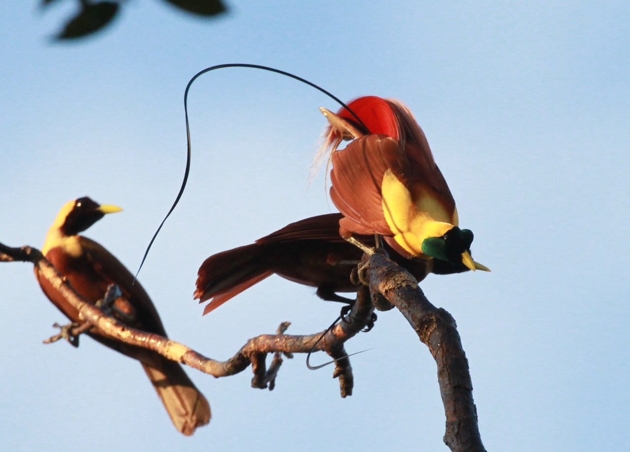 Despite the pressures on the world, it still harbours some truly spectacular species: here Red Birds of Paradise displaying as seen in Planet Earth II