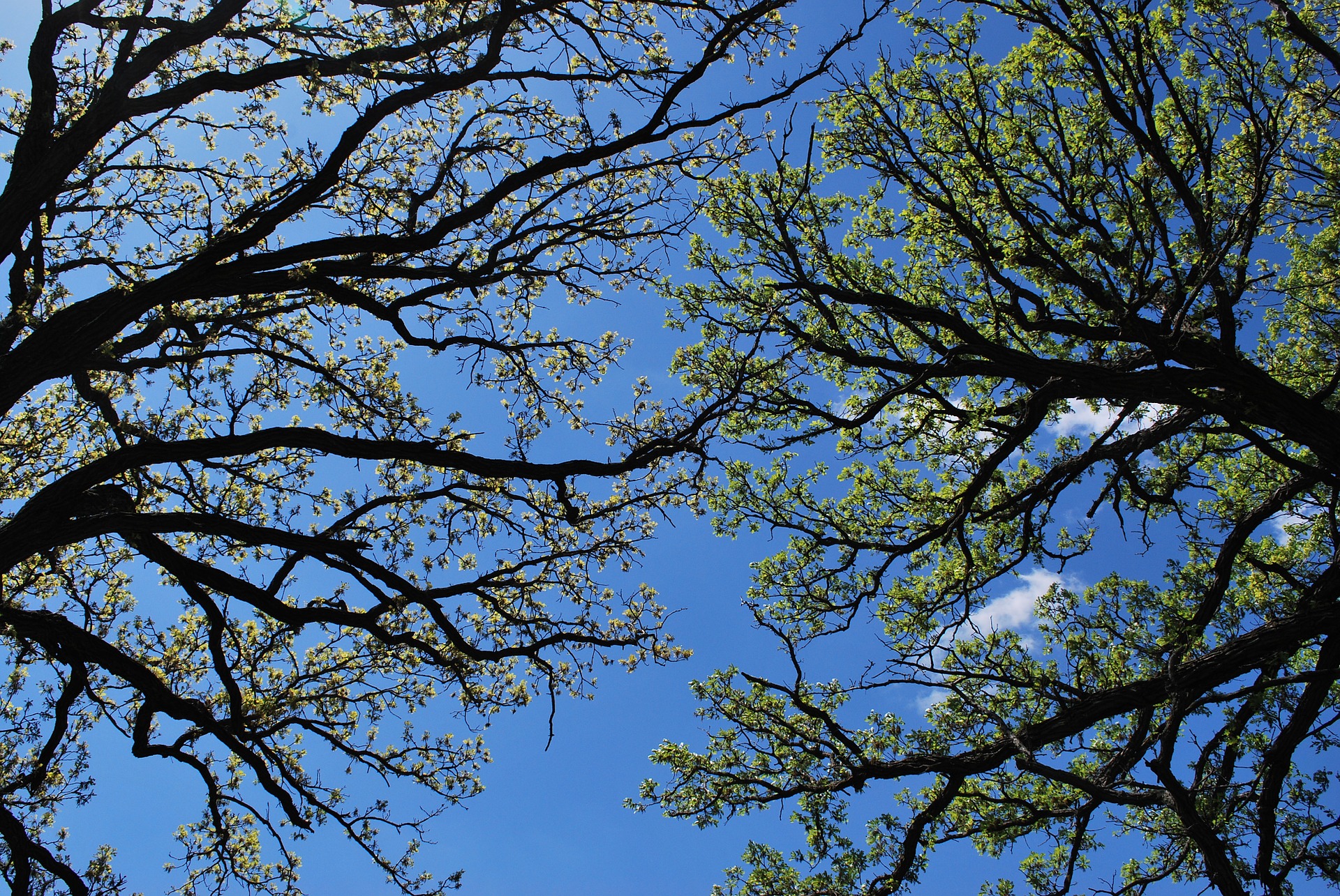 spring-993069_1920.jpg