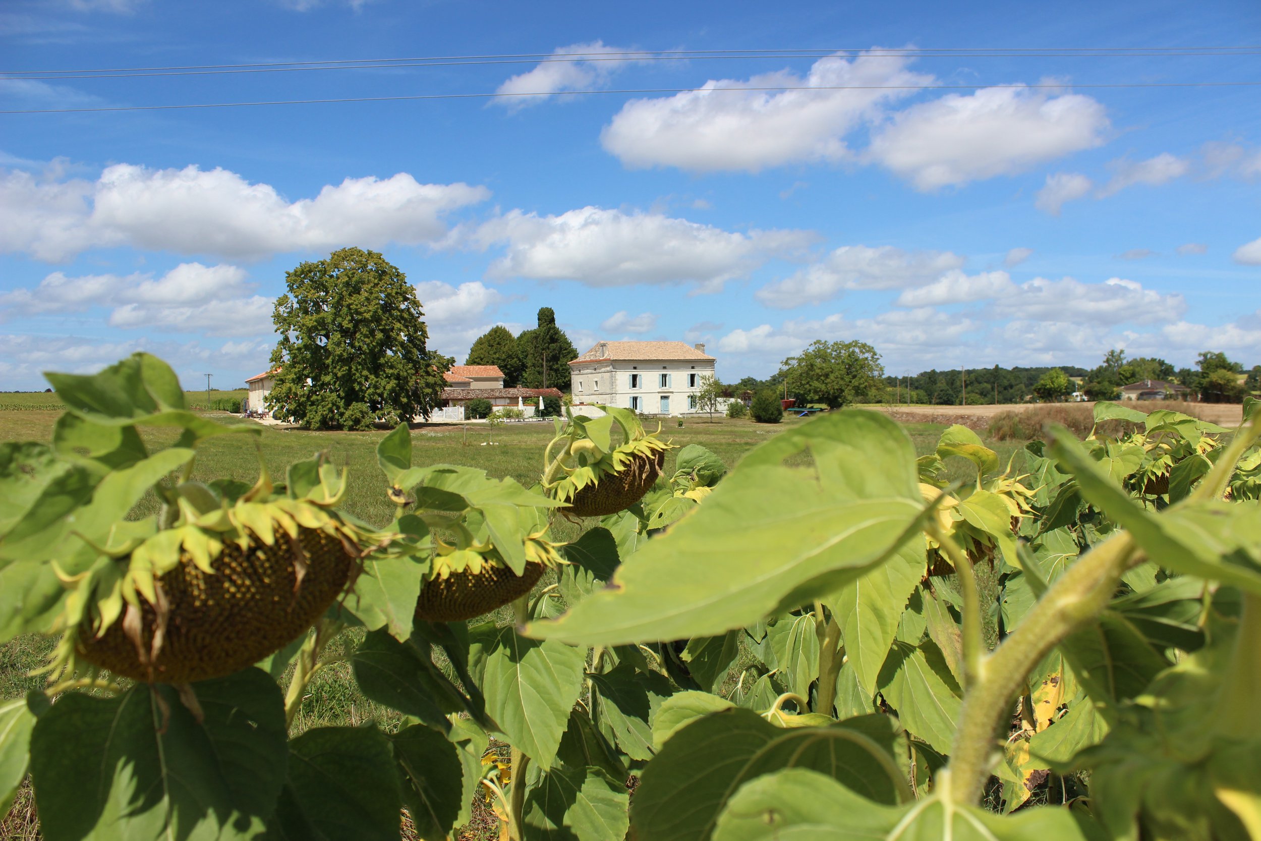 House with Sunflowers.jpg