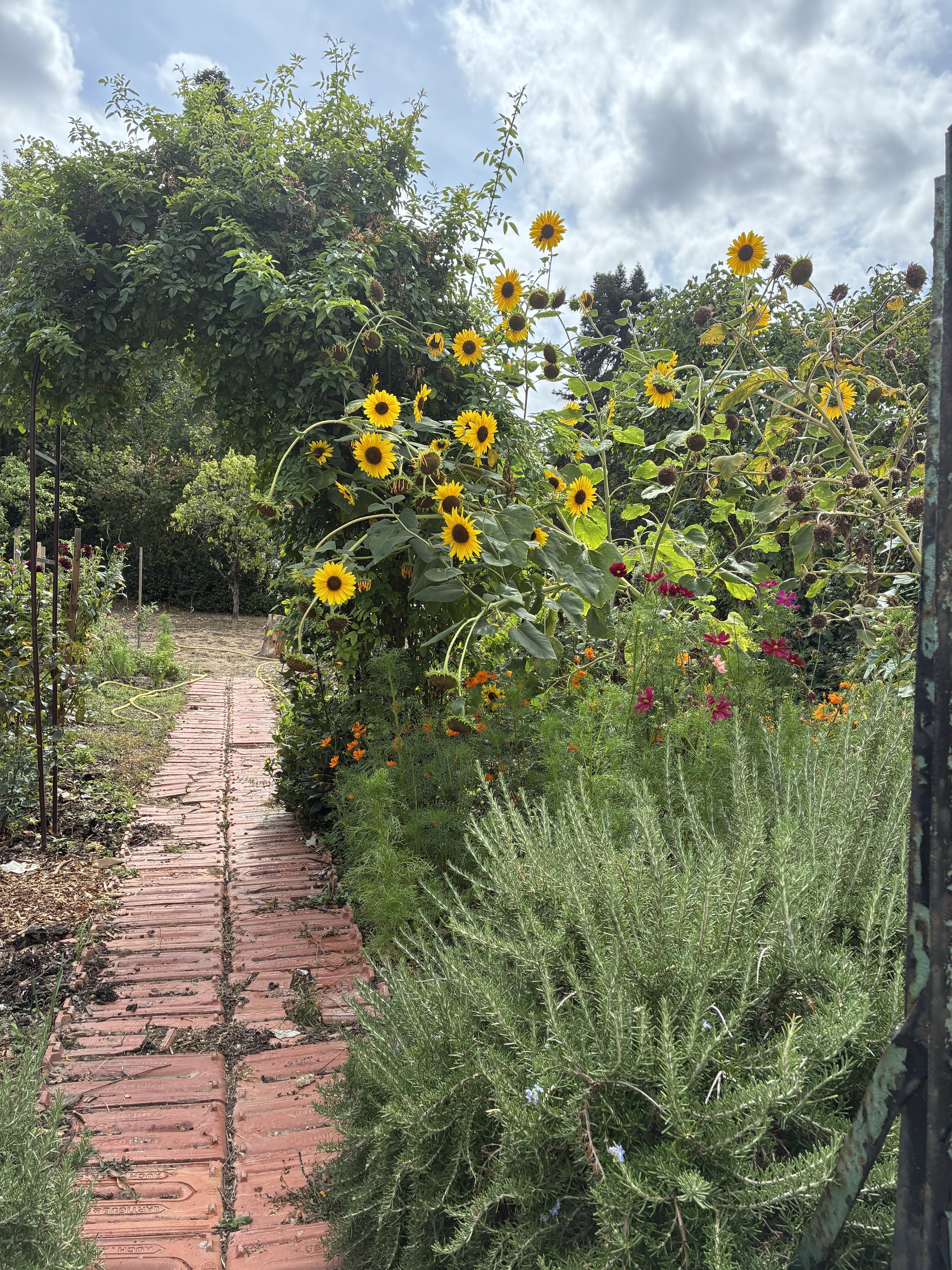 IMG_7001.jpeg