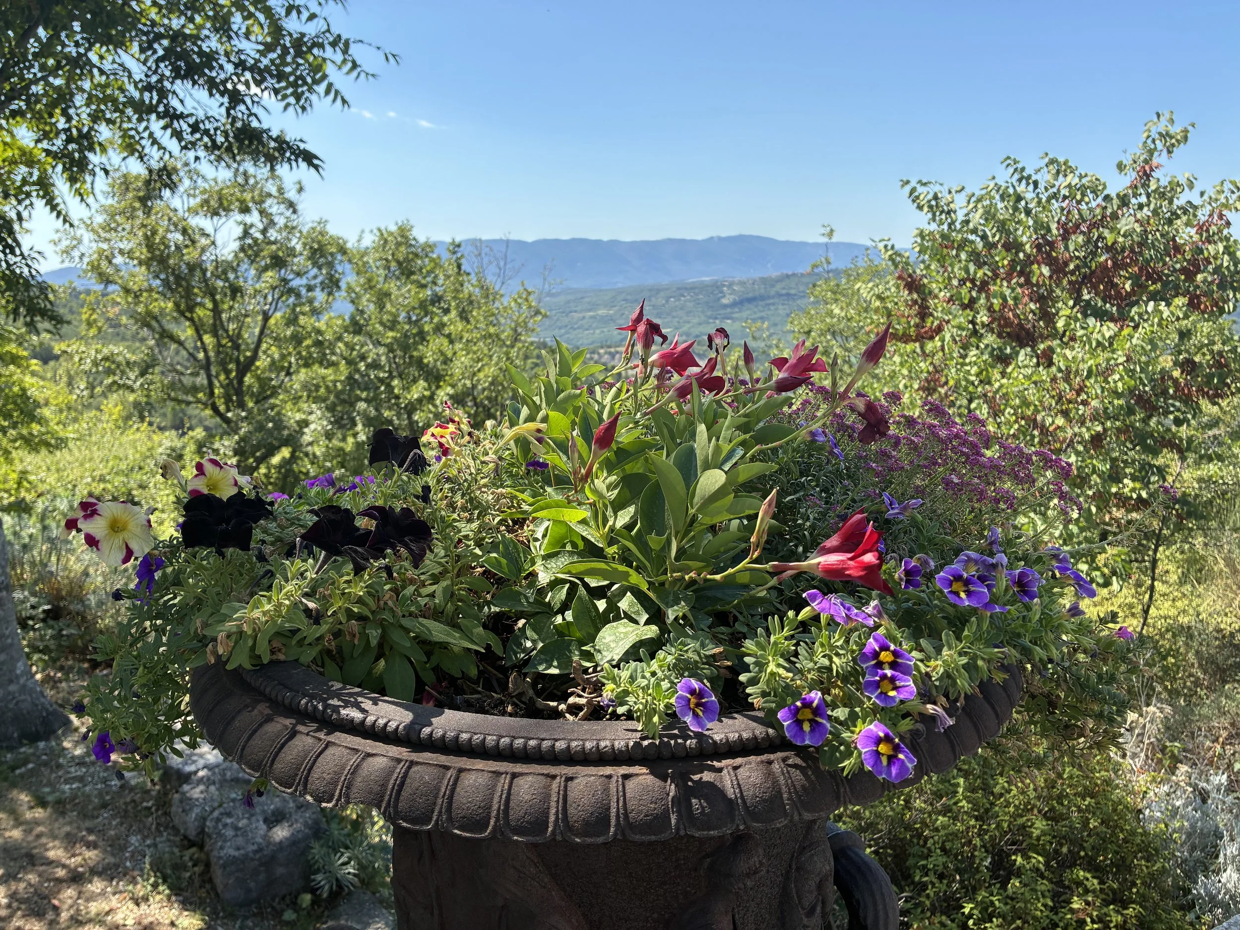 IMG_7196.jpeg