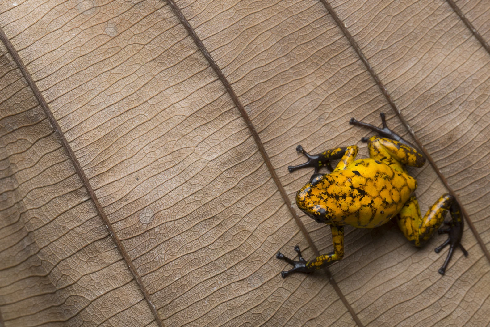 oophaga3.jpg