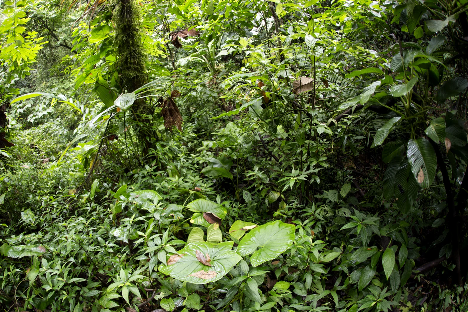 Habitat