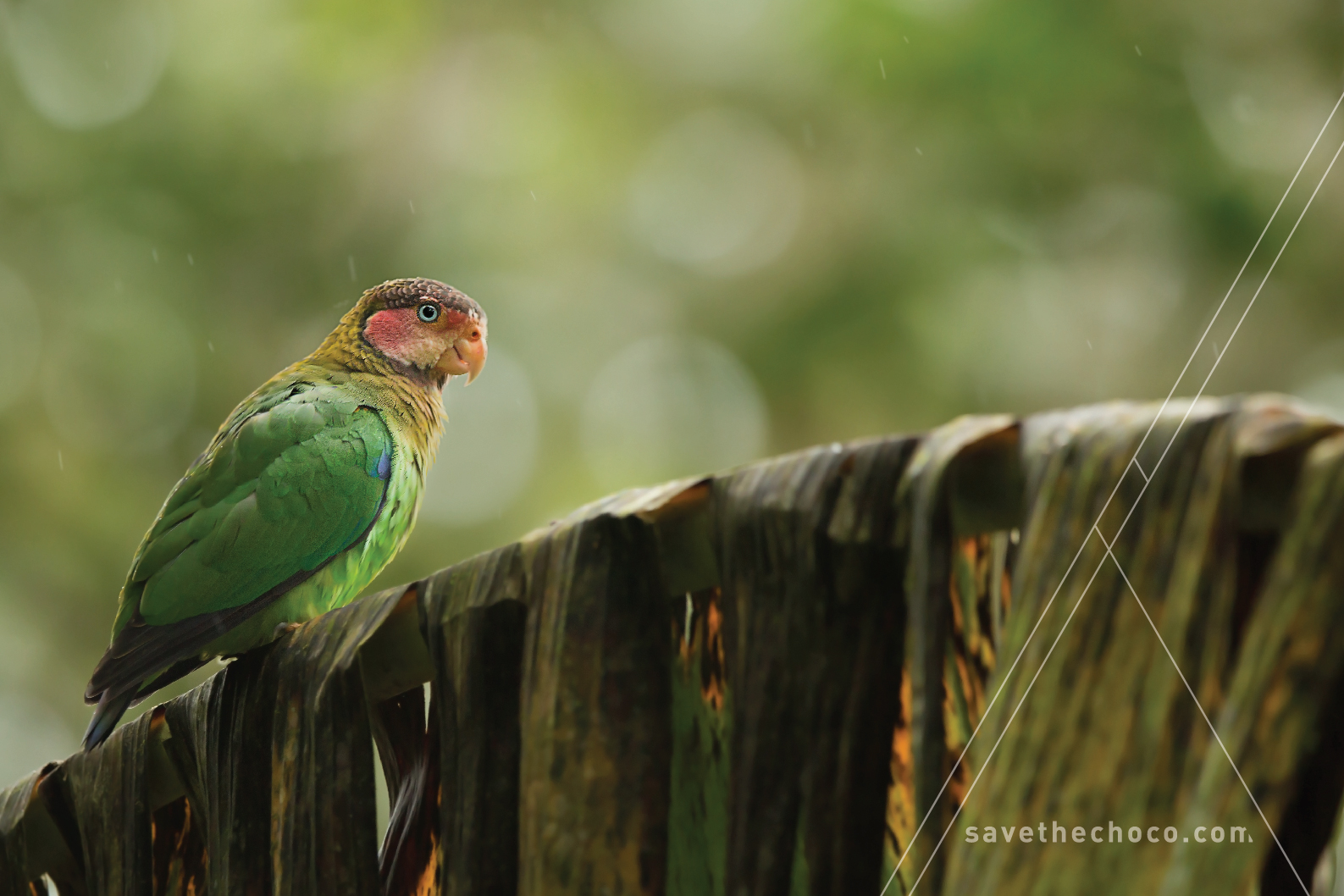 Rose-faced Parrot ( Pyrilia pulchra )