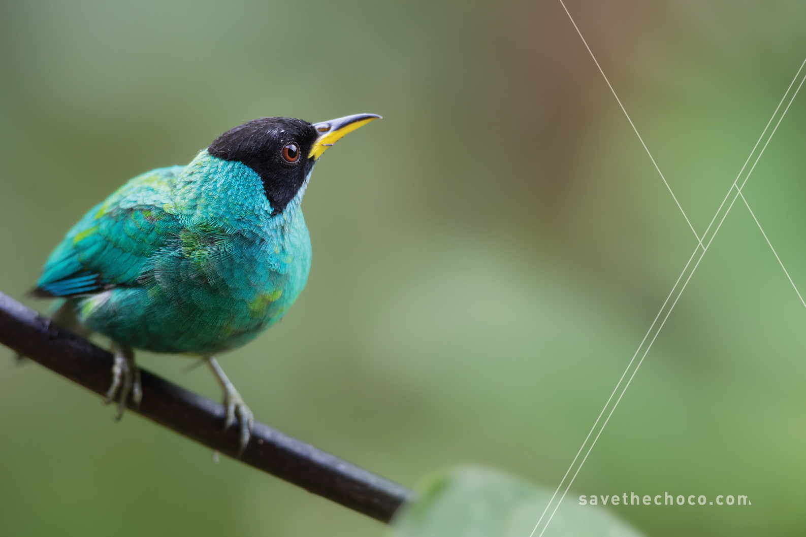 Green Honeycreeper ( Chlorophanes spiza )