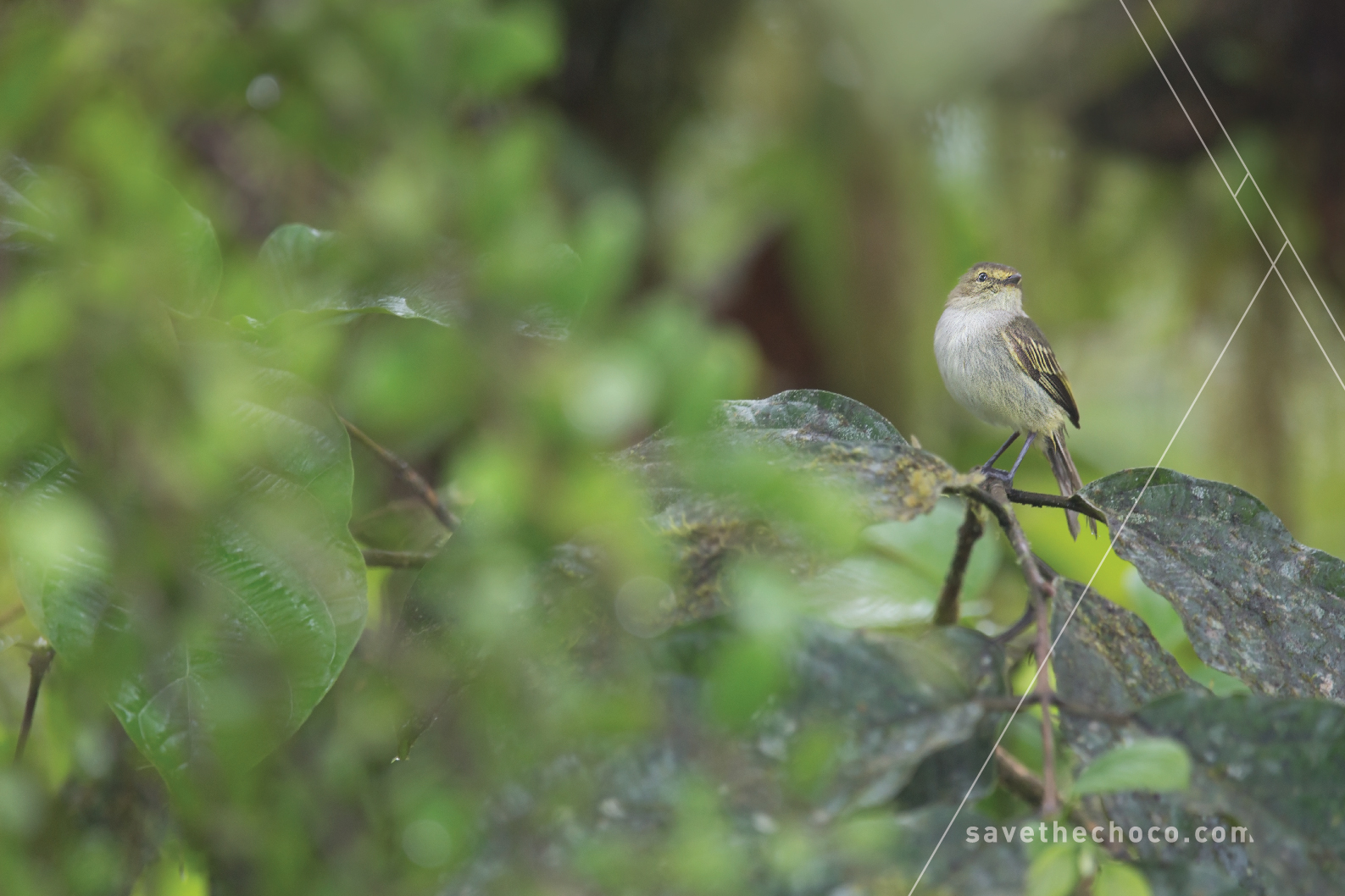 Choco Tyrannulet ( Zimmerius albigularis )