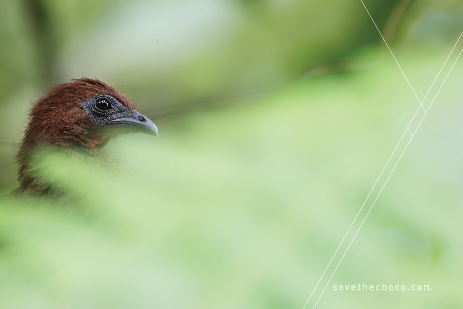 Rufous-headed Chachalaca ( Ortalis erythroptera )