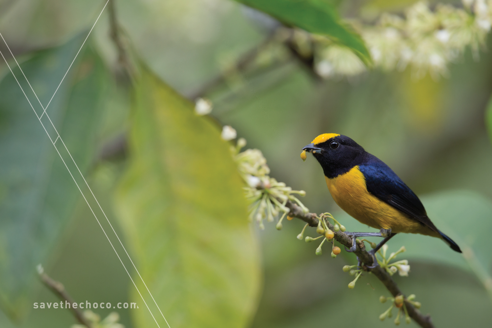Orange-bellied Euphonia ( Euphonia xanthogaster )