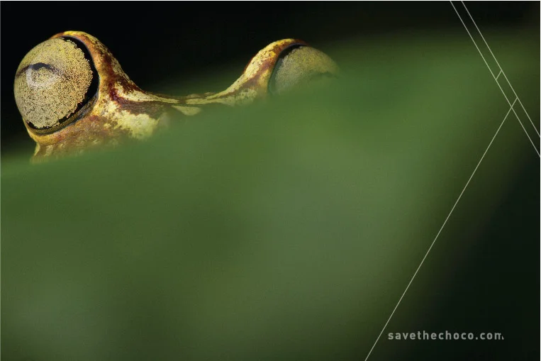 Hypsiboas picturatus