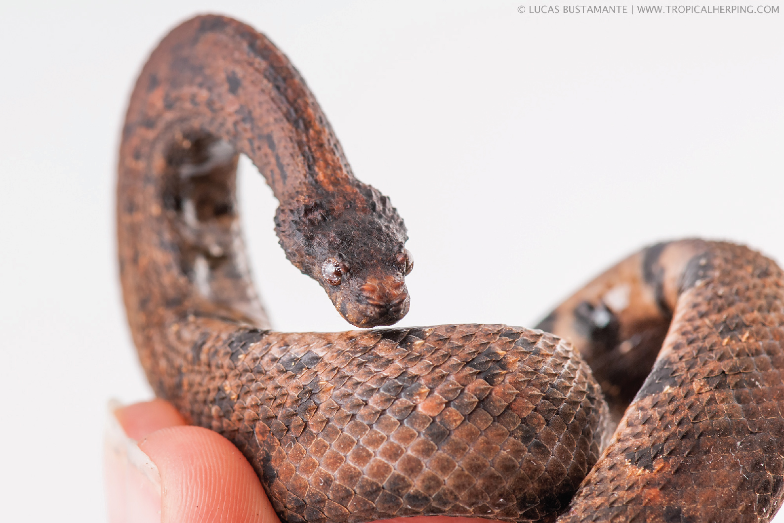   Trachyboa boulengeri  