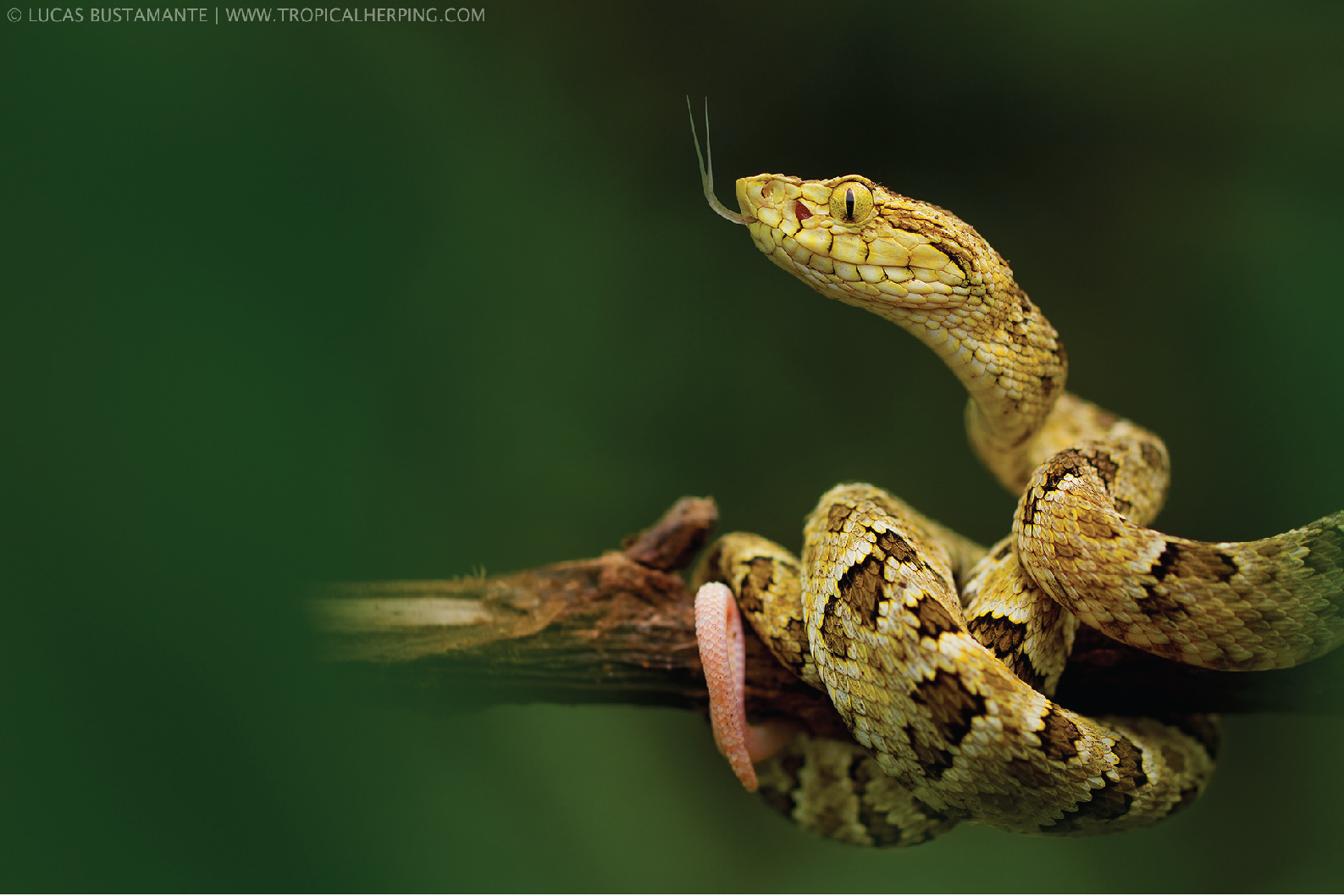   Bothrops punctatus  