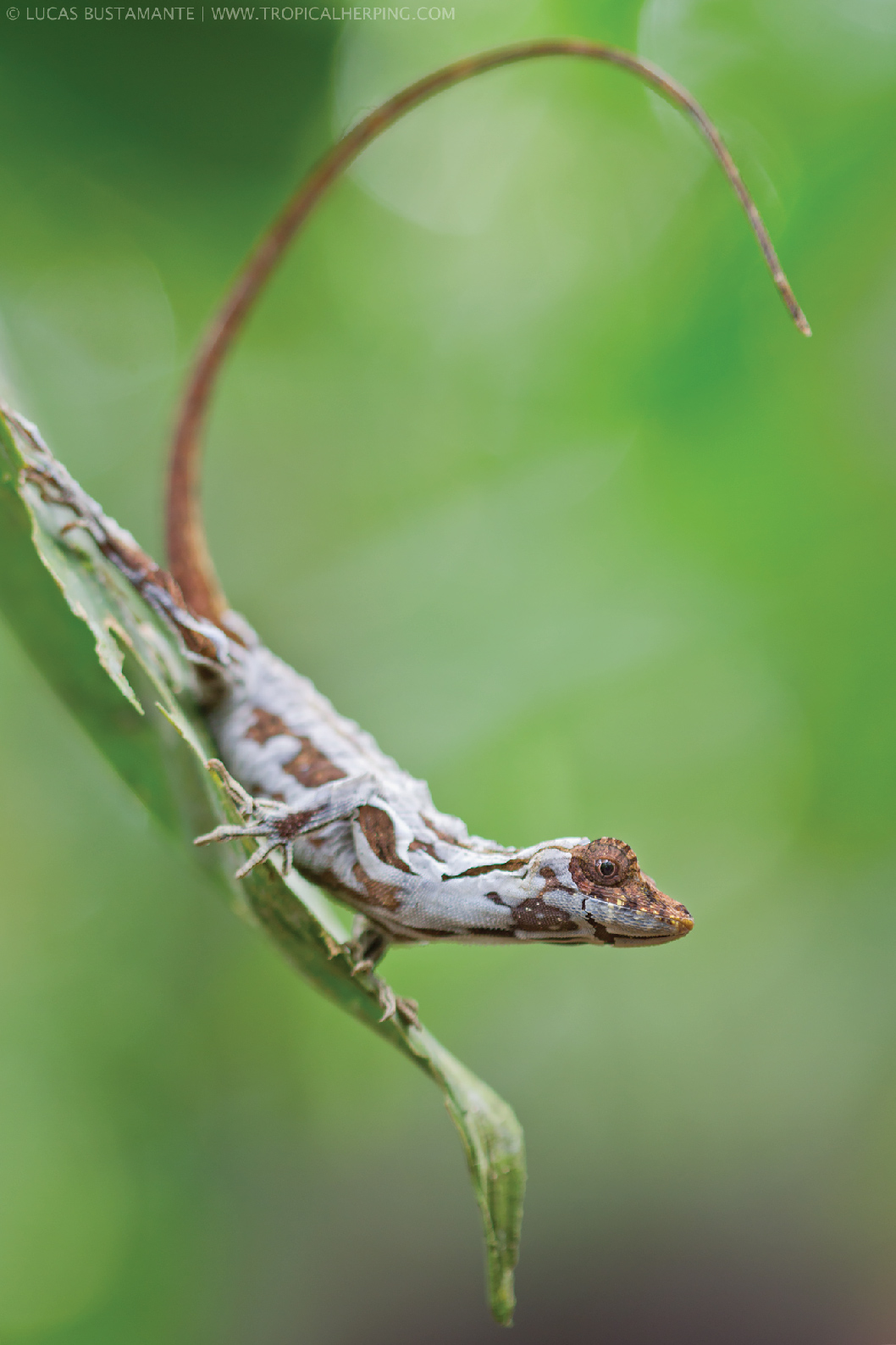   Anolis lyra  