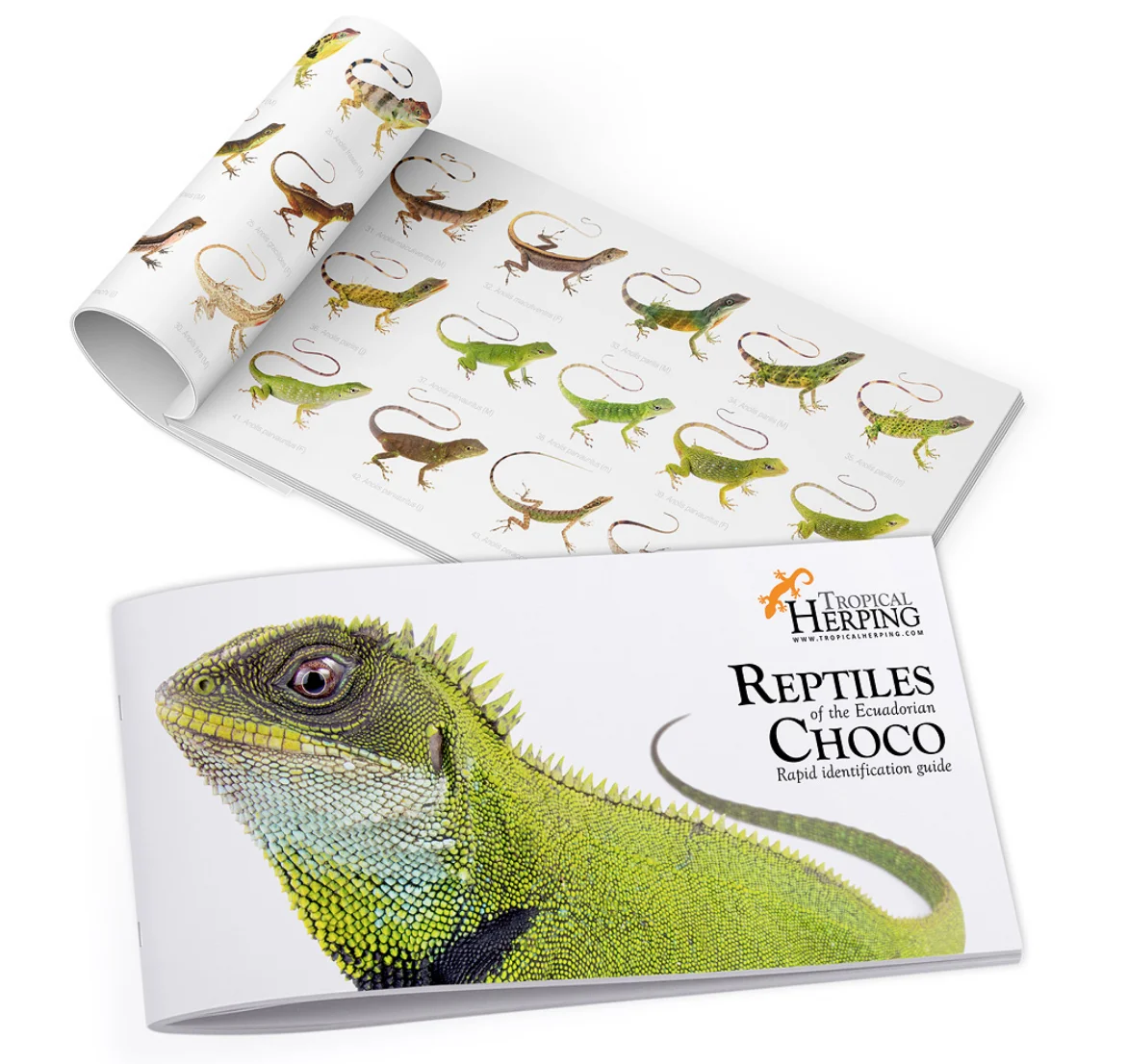 Screen Shot 2017-10-02 at 9.27.07 PM.jpg