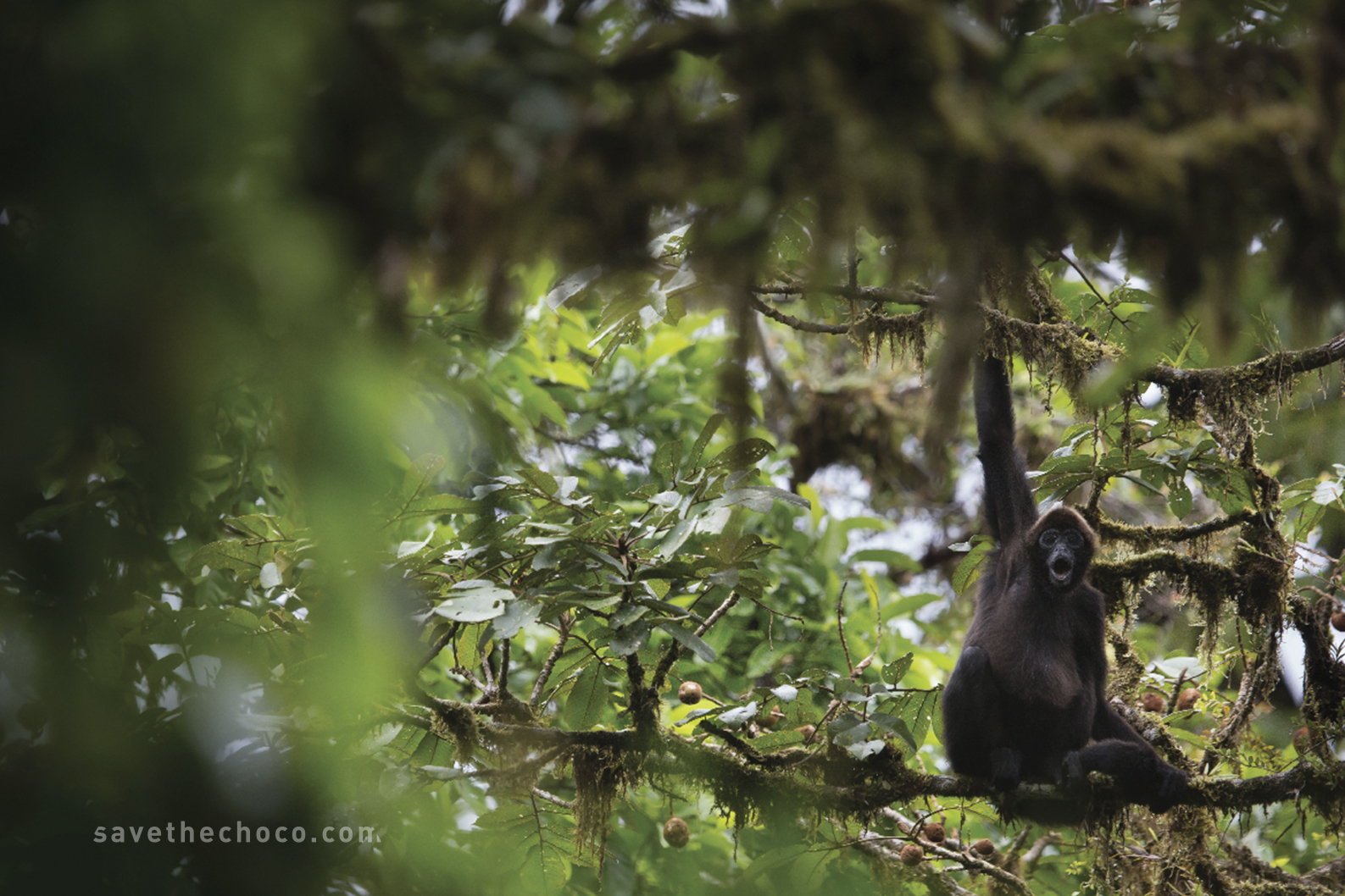 Brown-headed spider monkey (Ateles fusciceps fusciceps) Critically Endangered
