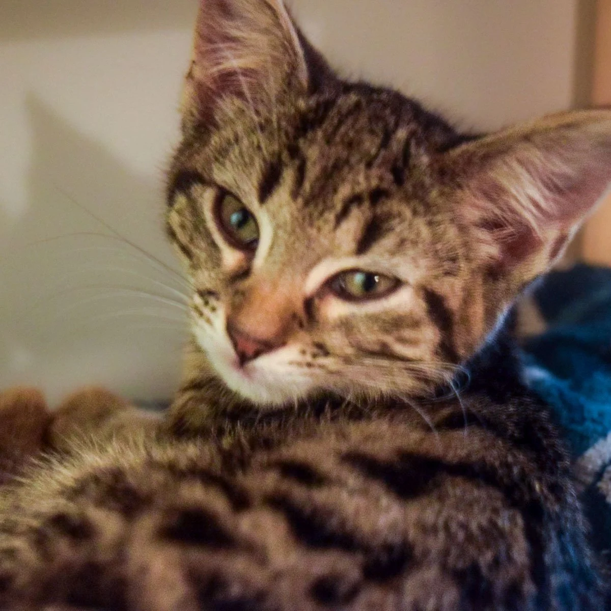 Raksha-Kittens-MrTom-251228-P1-LR.jpg