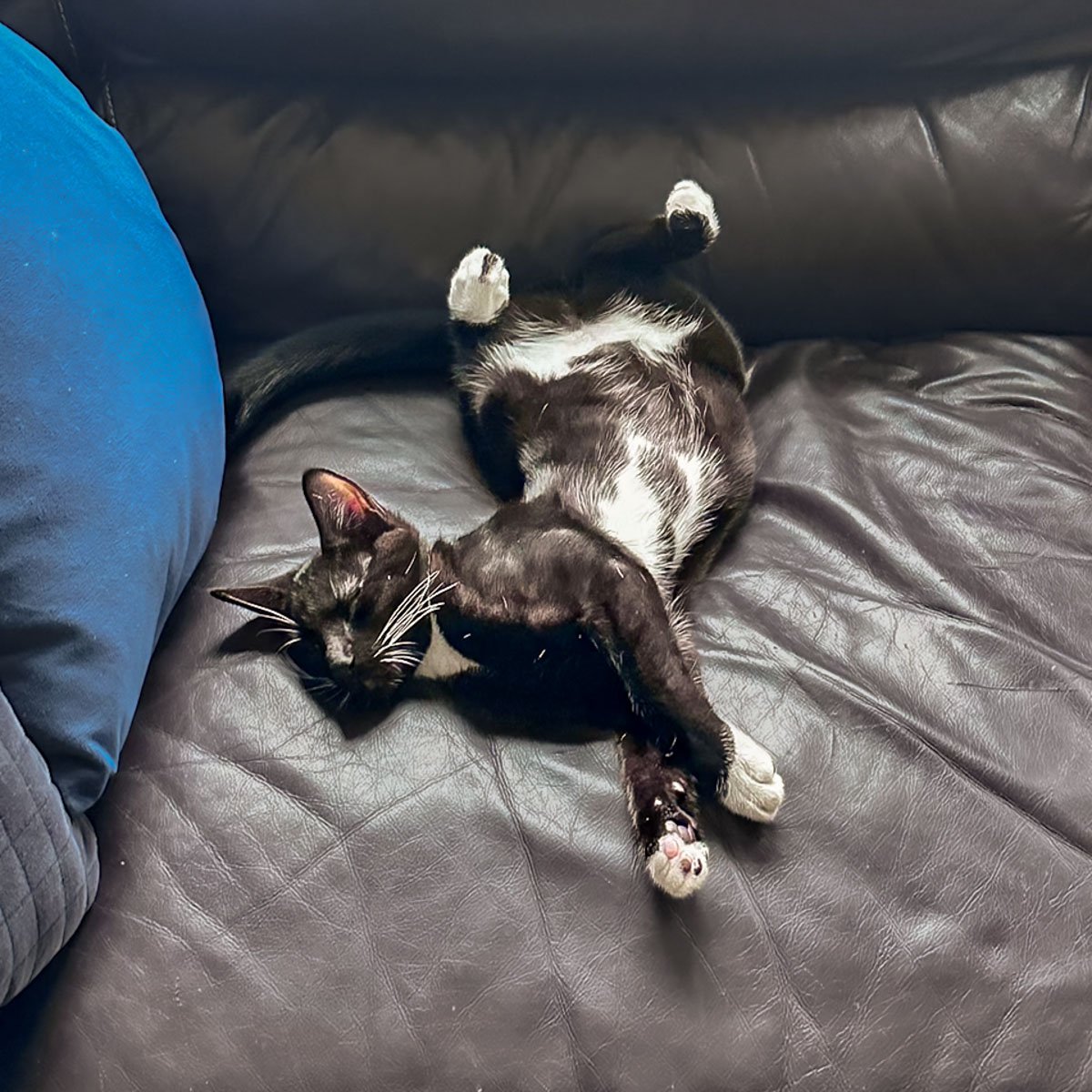 Morena-Kittens-26040201-P16-LR.jpg