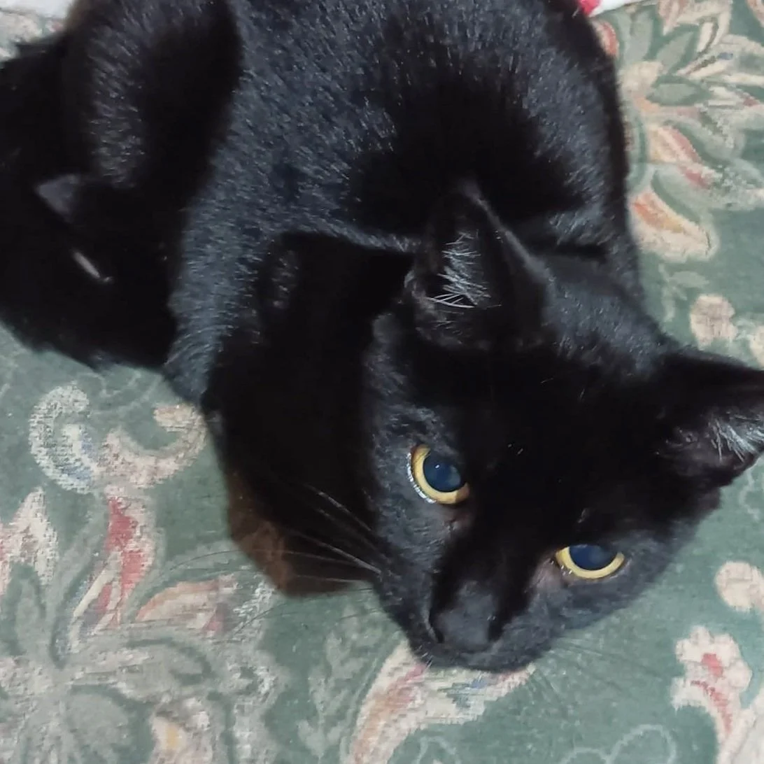 Lola1.jpg