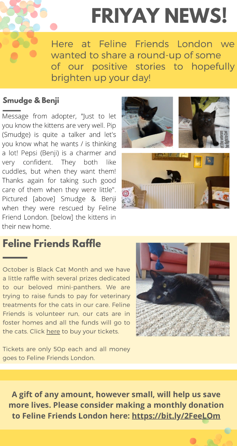 FRIYAY NEWS — Adopt a cat or foster a cat in London Feline Friends London