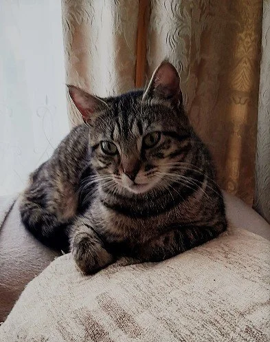 rosie2.jpg