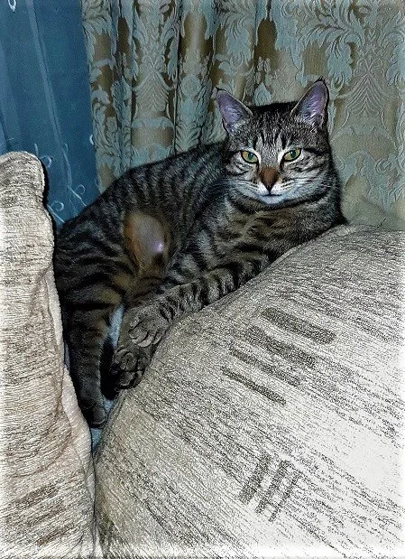 rosie3.jpg
