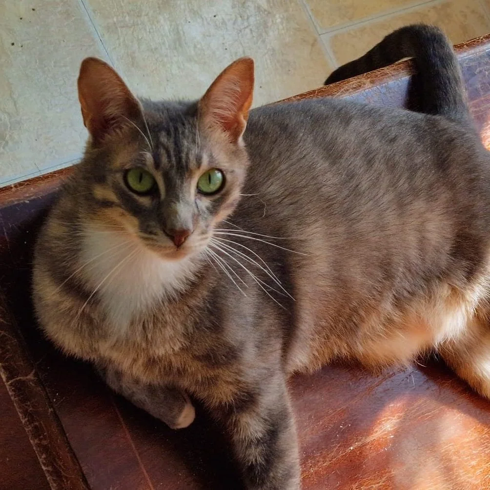 GIZMO+1.jpg