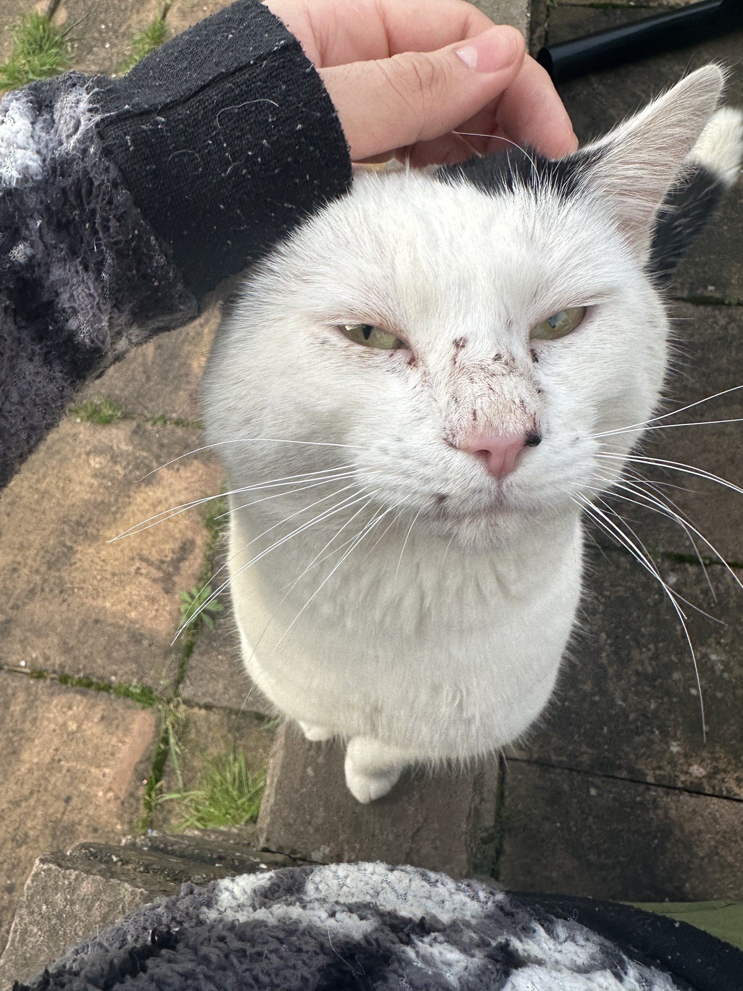 Spot — Adopt a cat or foster a cat in London Feline Friends London