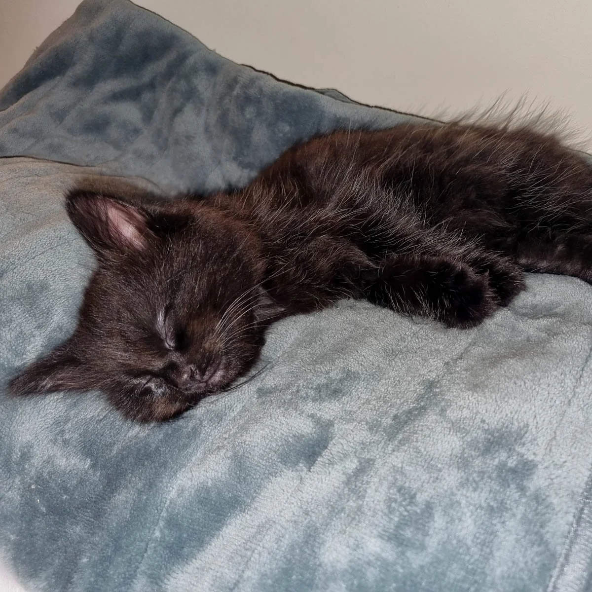 Choupette-26050901-P4-LR.jpg