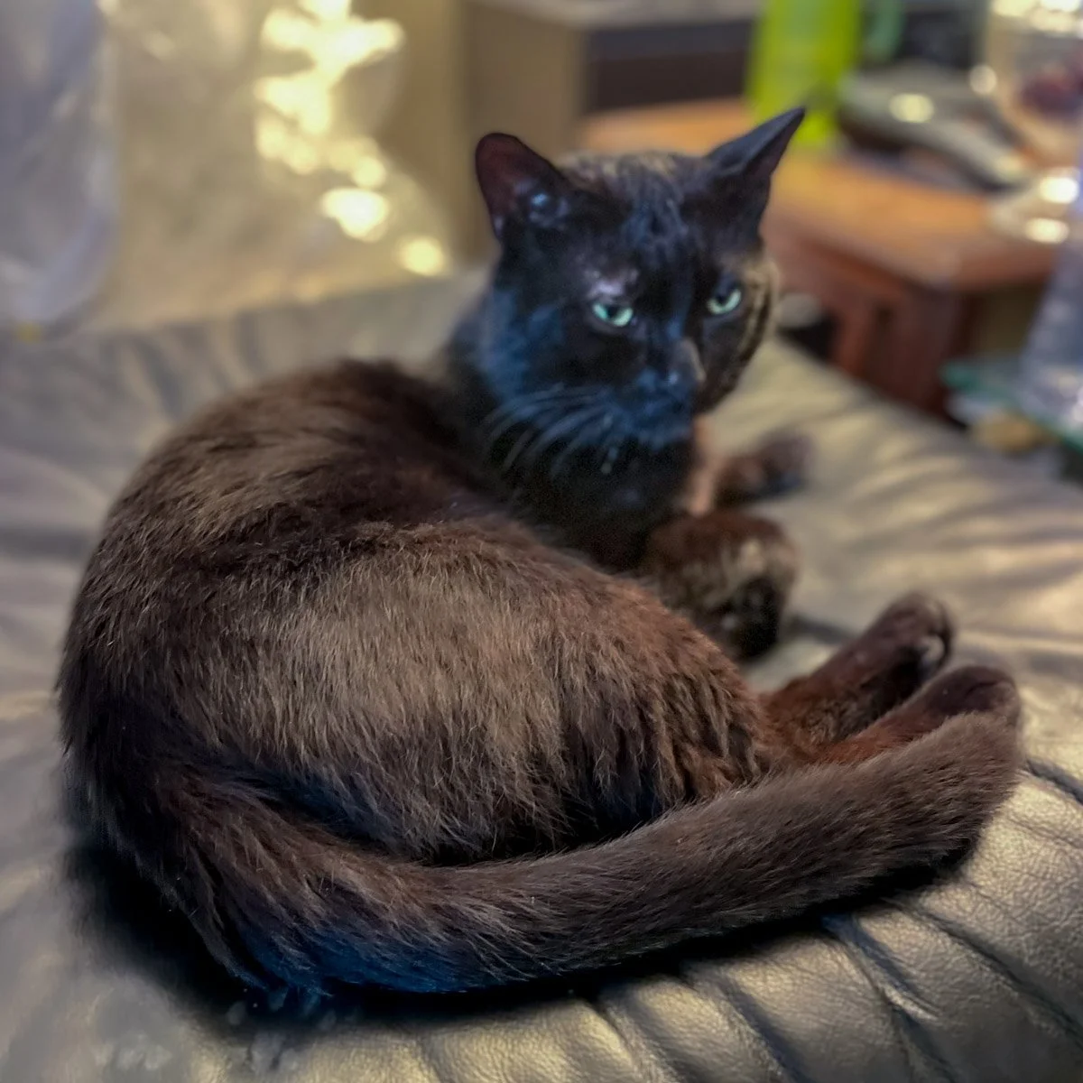 Meow-250707-6-LR.jpg