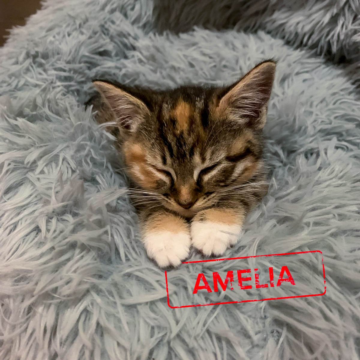Raksha-Kittens-Amelia-251228-P2-PS-LR.jpg
