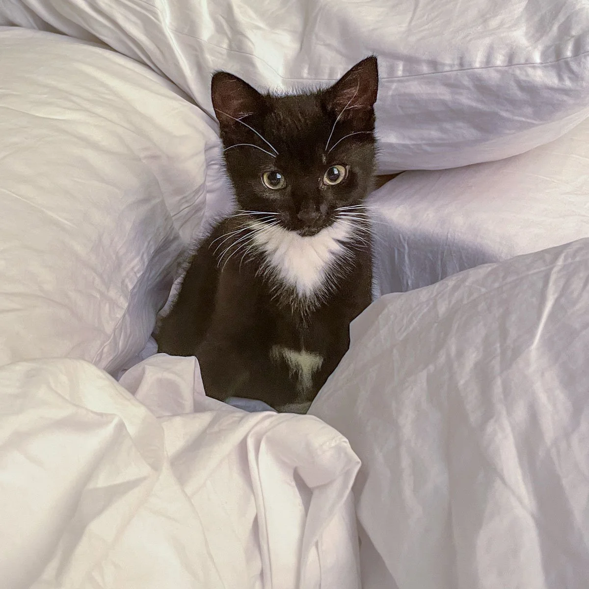 Brownie-Maggie-260415-P5-LR.jpg