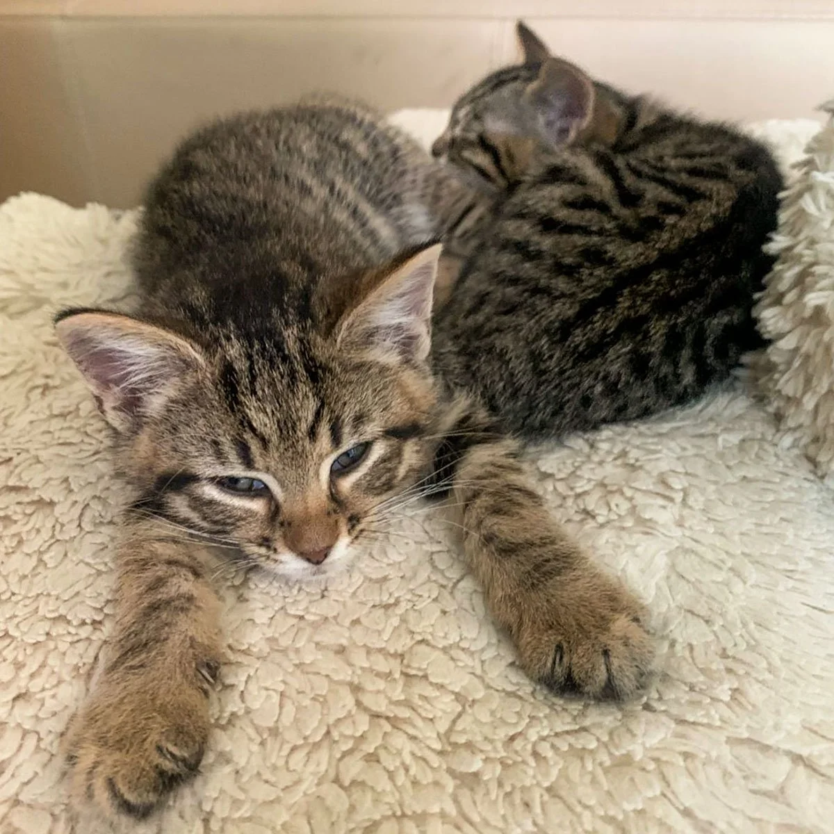Raksha-Kittens-251228-P1-LR.jpg