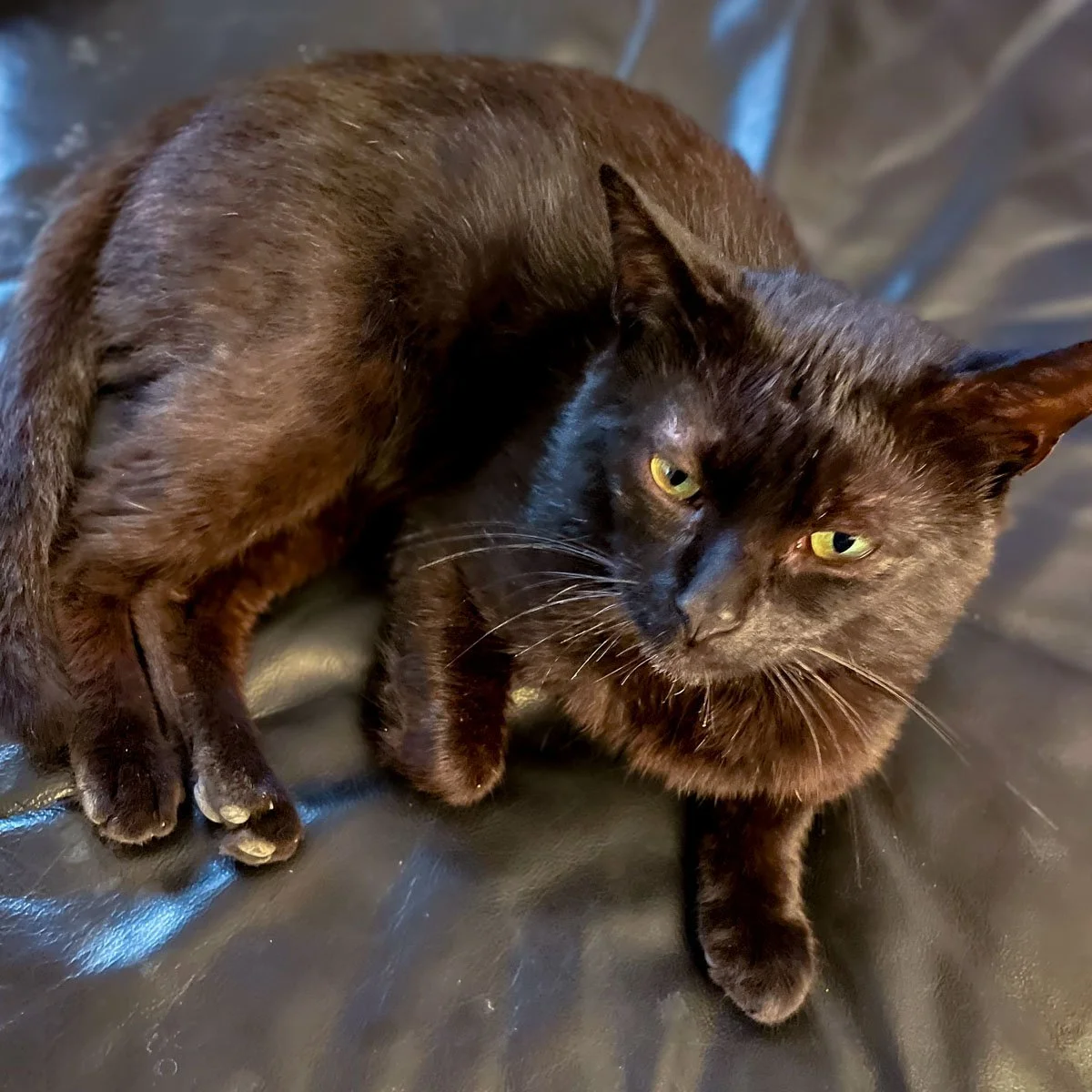 Meow-250707-2-LR.jpg
