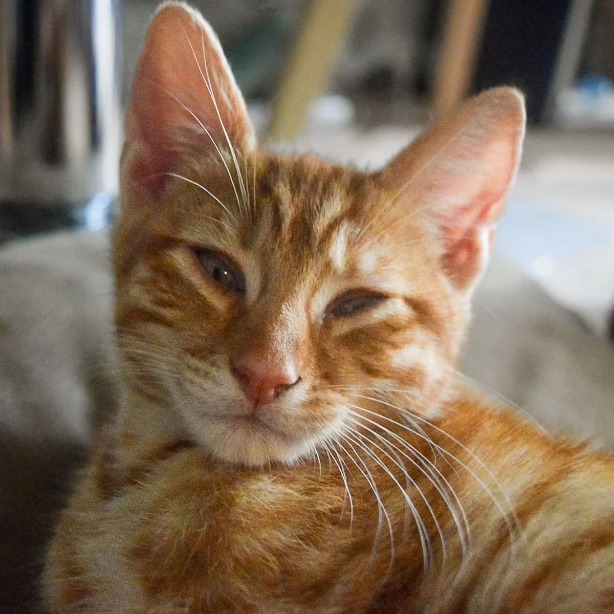 Raksha-Kittens-MrTingle-251228-P2-LR.jpg