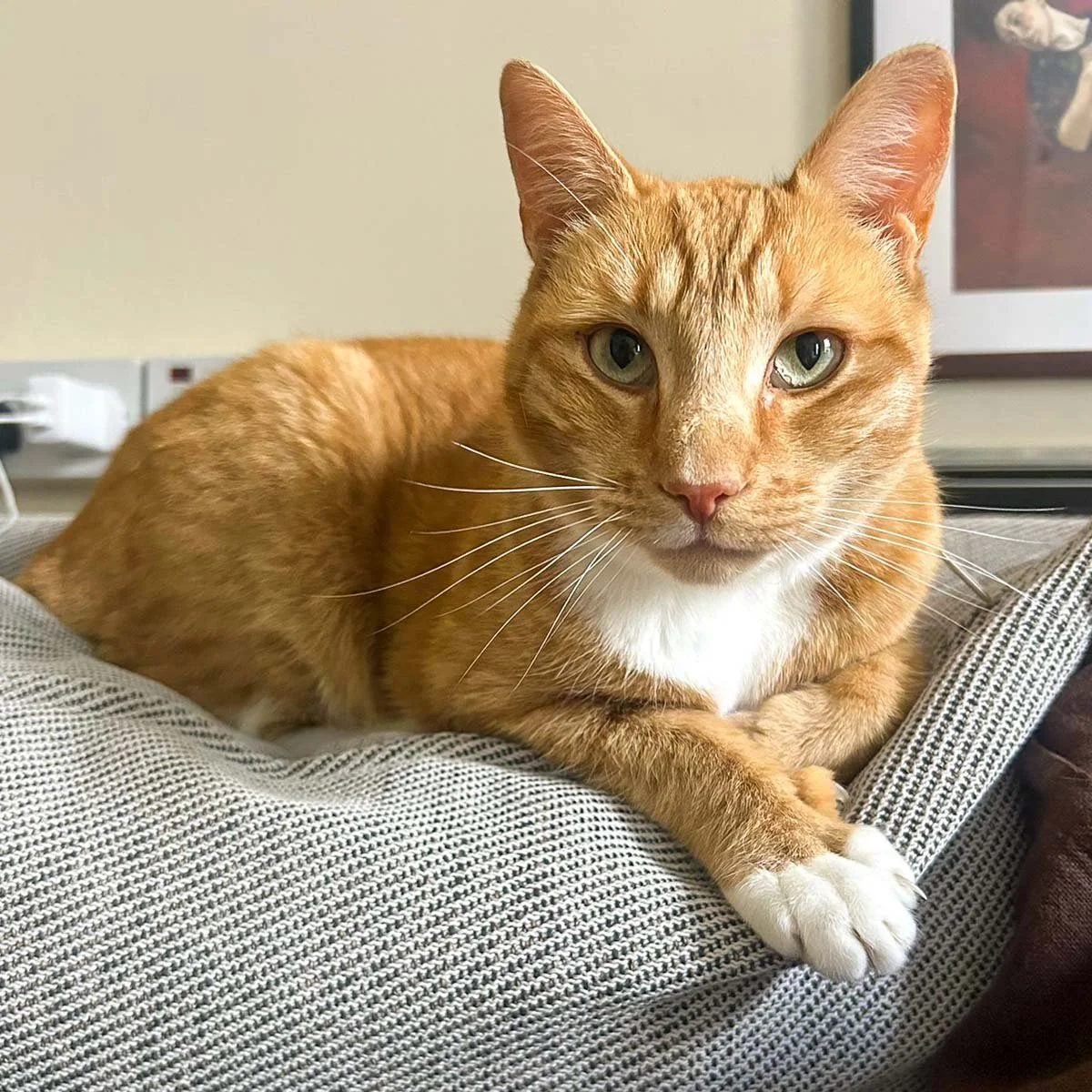 Ginge-260313-P1-LR.jpg