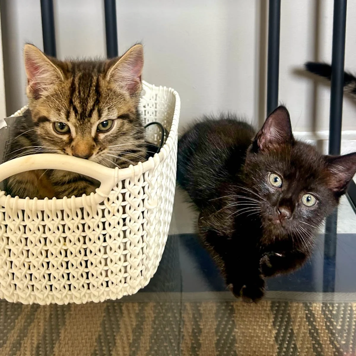 Delilahs-Kittens-26041602-P2-LR.jpg