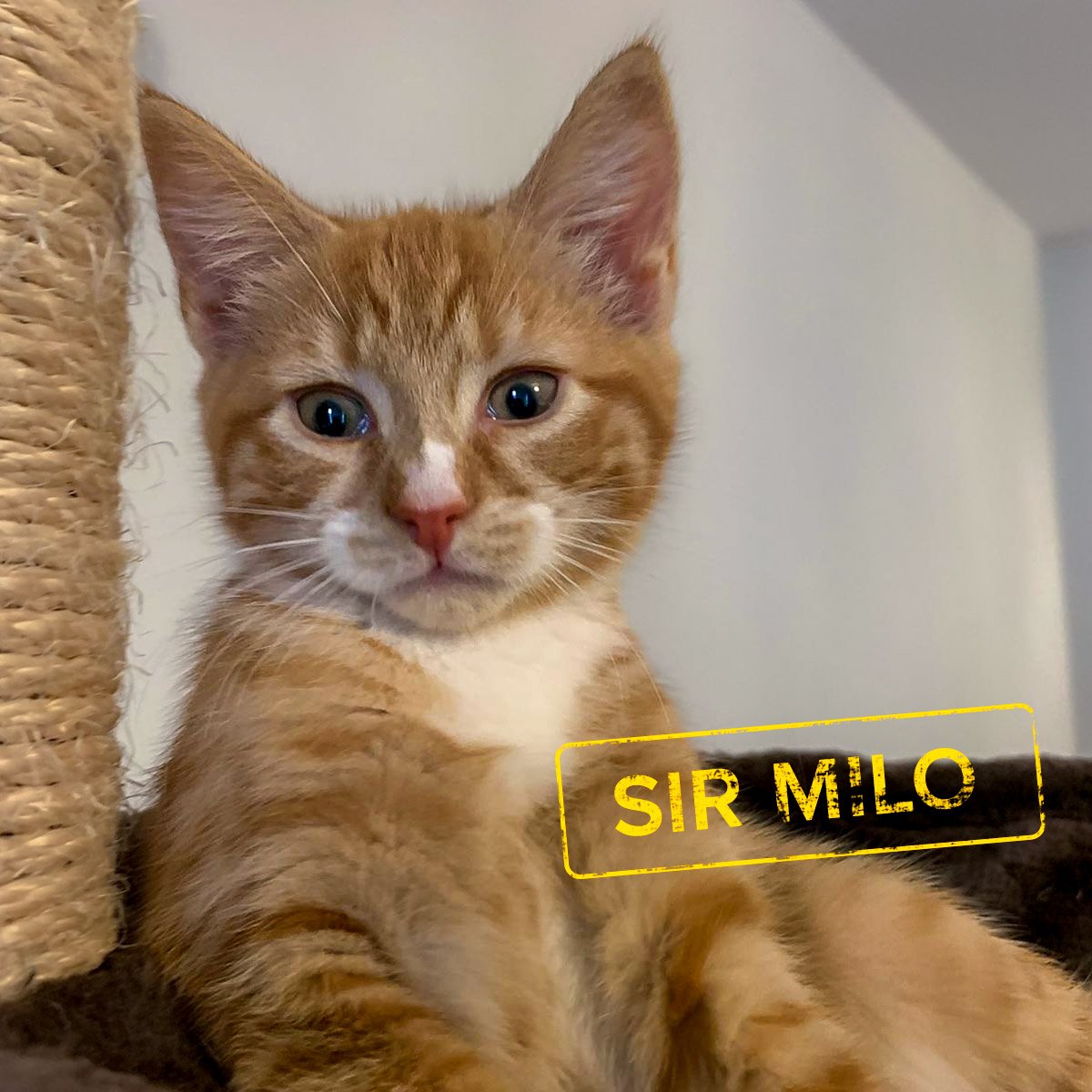 Raksha-Kittens-Milo-251228-P4-PS-LR.jpg