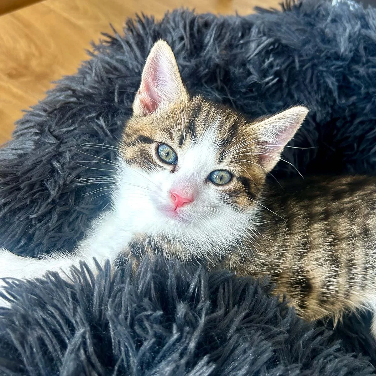 Delilahs-Kittens-26041602-P14-LR.jpg