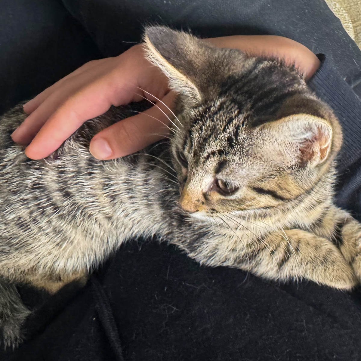 Raksha-Kittens-251228-P6-LR.jpg