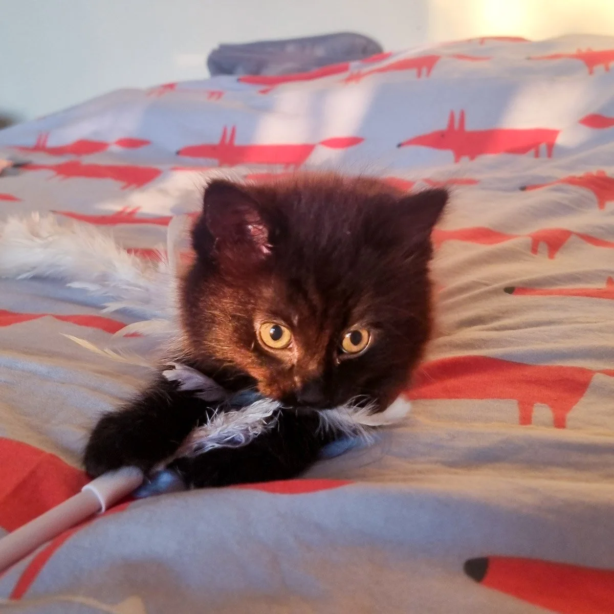 Choupette-26050901-P2-LR.jpg