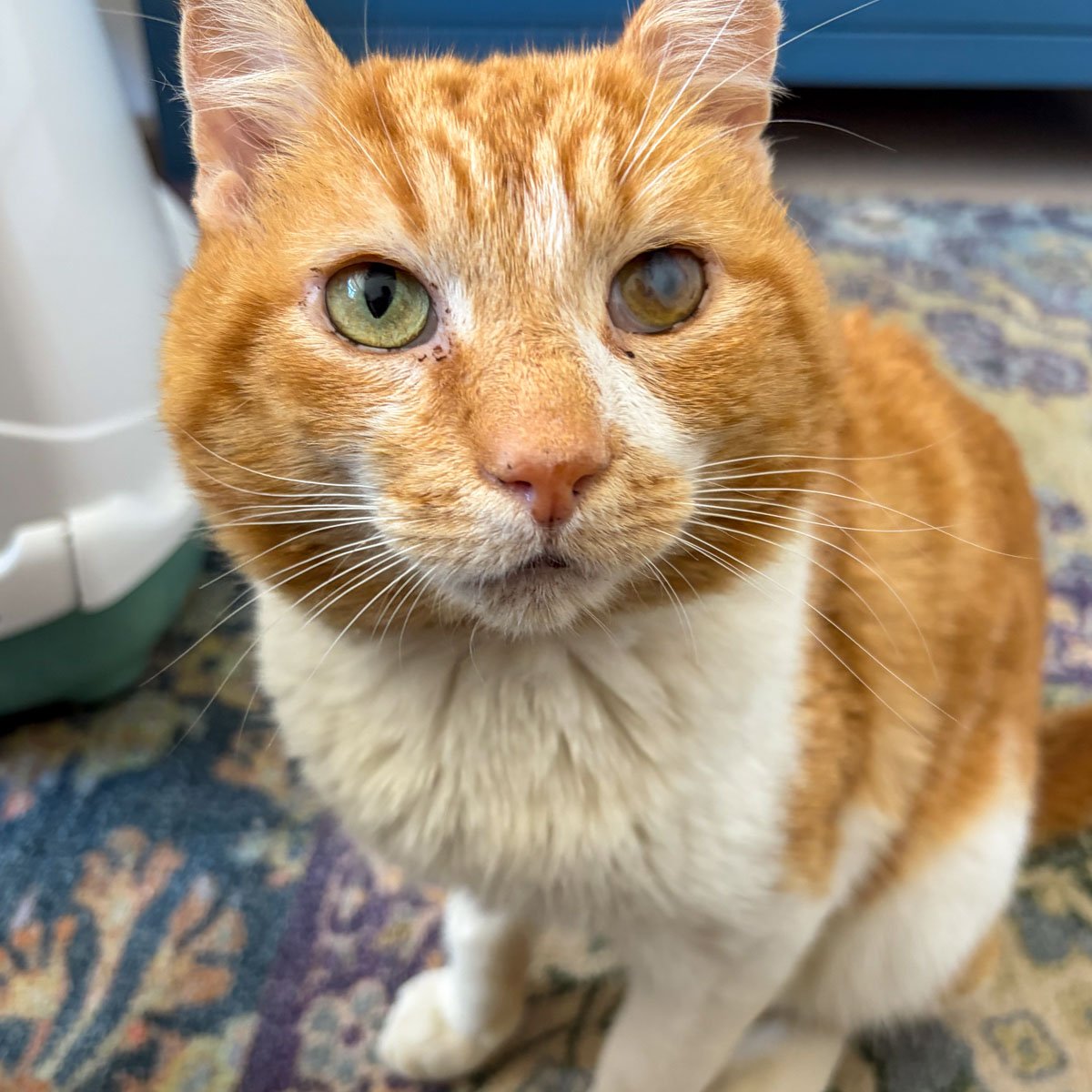 Linus-260320-P5-LR.jpg