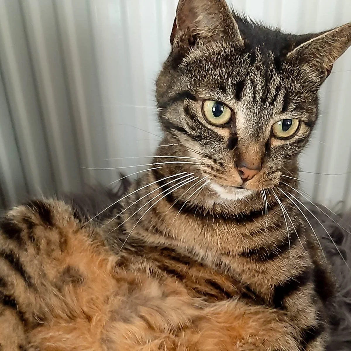 Kitty-250910-6-LR.jpg