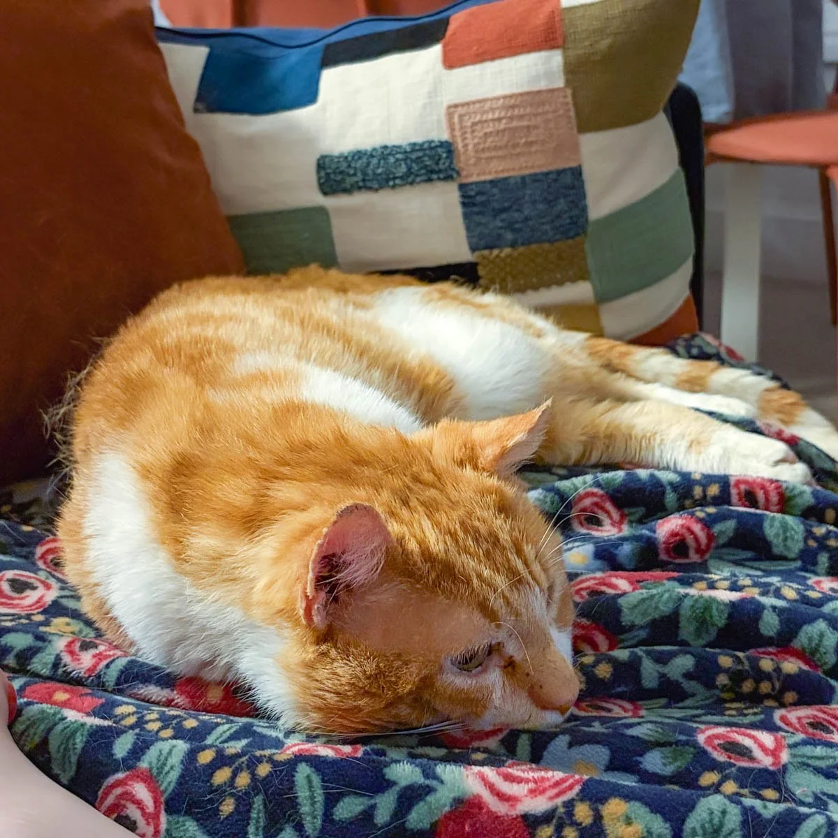 Linus-260320-P7-LR.jpg