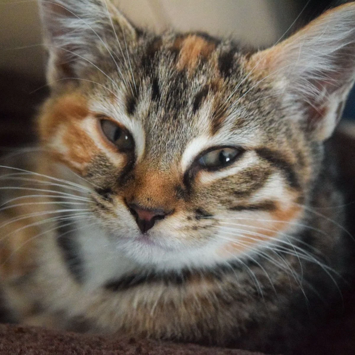Raksha-Kittens-Amelia-251228-P3-LR.jpg