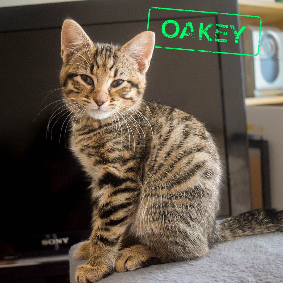 Raksha-Kittens-Oakey-251228-P1-PS-LR.jpg