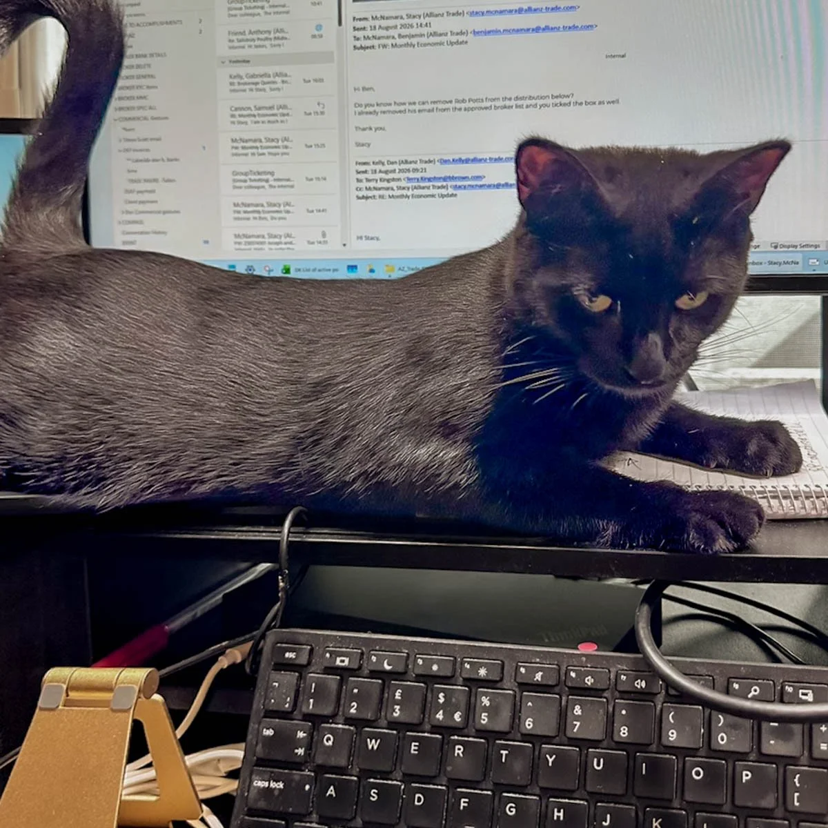 Morena-Kittens-26040201-P11-LR.jpg